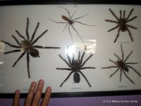 Экскурсии Австралии: Коллекция пауков. Парк животных по пути на Остров Филиппа. Виктория.