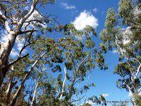 Экскурсии Австралии: Эвкалипты в лесу под Дэйлсфордом.