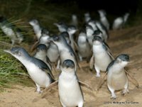 Экскурсии и Туры Австралии: Экскурсия Парад Пингвинов на Острове Филлипа — Парад пингвинов. Остров Филлипа.