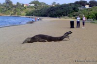 Экскурсии Австралии: Морской лев на пляже в Ментоне. Мельбурн.